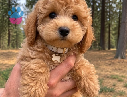 Göz Göze Gelince Vazgeçemeyeceğiniz Poodle Yavrusu - 7848 - Görsel 3