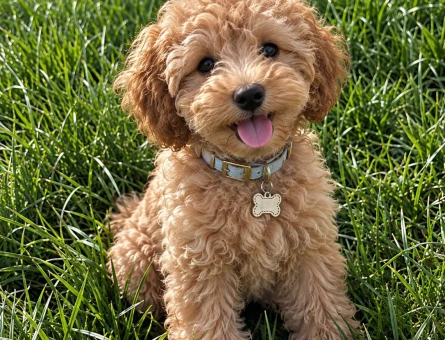 Kabarık Kıvırcıklarıyla Çok Sevimli Toy Poodle - 7849