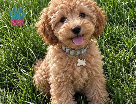 Kabarık Kıvırcıklarıyla Çok Sevimli Toy Poodle - 7849 - Görsel 3