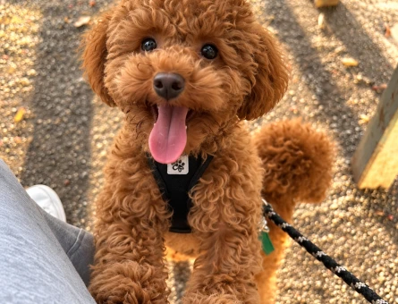 Sıcacık Karamel Renkli Sevimli Poodle - 7854