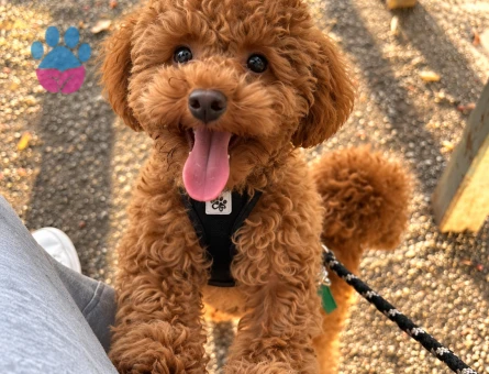 Sıcacık Karamel Renkli Sevimli Poodle - 7854 - Görsel 3