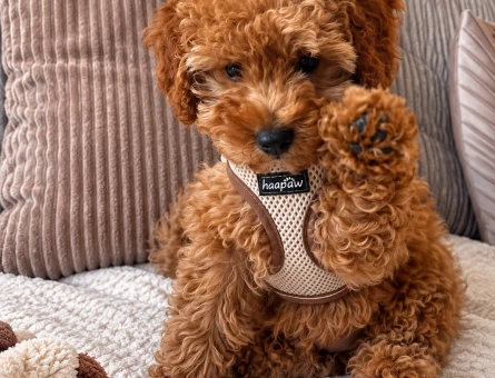 Pofuduk Görünümüyle Kalpleri Fetheden Poodle - 7857