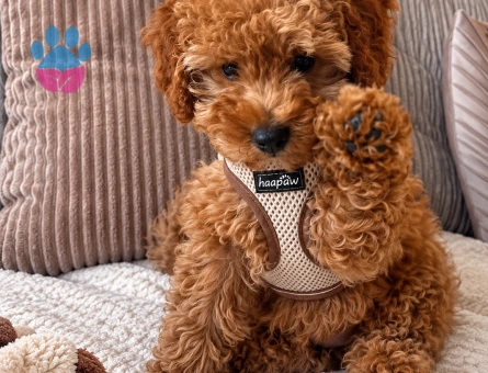 Pofuduk Görünümüyle Kalpleri Fetheden Poodle - 7857 - Görsel 3