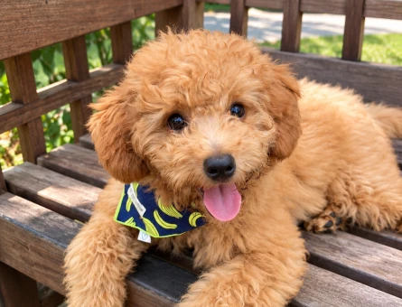 Kalbinizde Yer Açın Bu Minik Poodle Geliyor - 7881