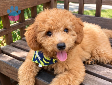 Kalbinizde Yer Açın Bu Minik Poodle Geliyor - 7881 - Görsel 3