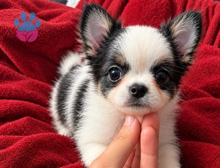 MİKRO TEACUP BOY XXSMALL MÜKEMMEL ANATOMİ ERKEK - 7883