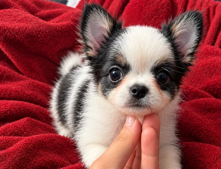 MİKRO TEACUP BOY XXSMALL MÜKEMMEL ANATOMİ ERKEK - 7883