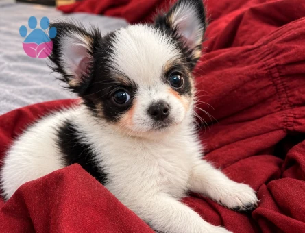 MİKRO TEACUP BOY XXSMALL MÜKEMMEL ANATOMİ ERKEK - 7883 - Görsel 3