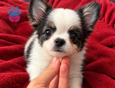 MİKRO TEACUP BOY XXSMALL MÜKEMMEL ANATOMİ ERKEK - 7883 - Görsel 4