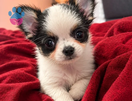 MİKRO TEACUP BOY XXSMALL MÜKEMMEL ANATOMİ ERKEK - 7883 - Görsel 5