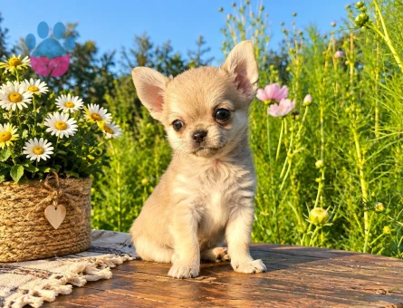 MİKRO TEACUP BOY XXSMALL MÜKEMMEL ANATOMİ ERKEK - 7884