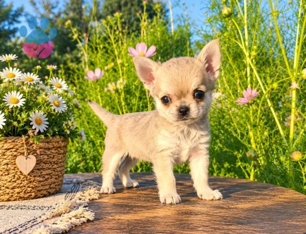 MİKRO TEACUP BOY XXSMALL MÜKEMMEL ANATOMİ ERKEK - 7884 - Görsel 4