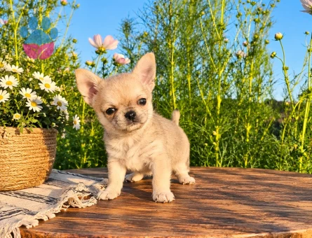 MİKRO TEACUP BOY XXSMALL MÜKEMMEL ANATOMİ ERKEK - 7884 - Görsel 3