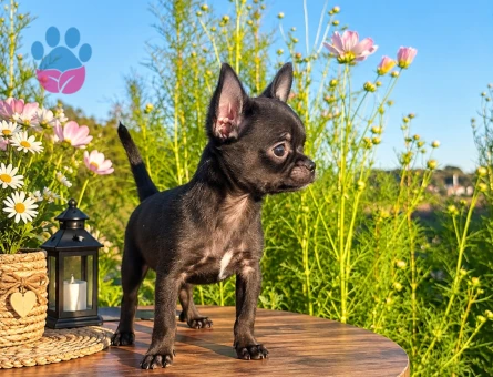 MİKRO TEACUP BOY SİYAHIN EN GÜZEL TONU - 7886 - Görsel 4