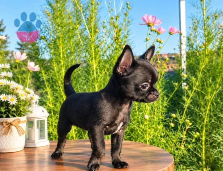 MİKRO TEACUP BOY SİYAHIN EN GÜZEL TONU - 7886 - Görsel 3