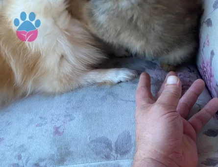 yavru Pomeranian kardeşler - 7892 - Görsel 3