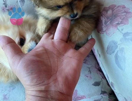yavru Pomeranian kardeşler - 7892 - Görsel 5