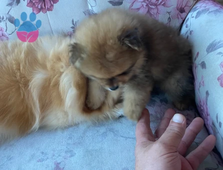 yavru Pomeranian kardeşler - 7892 - Görsel 4