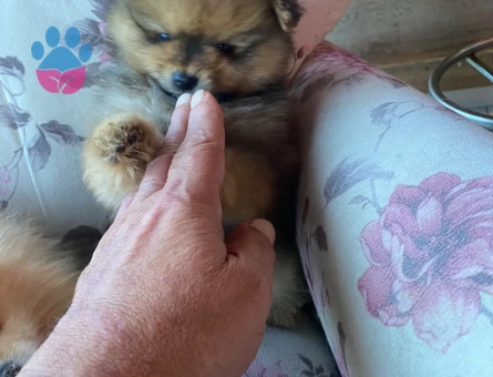 yavru Pomeranian kardeşler - 7892