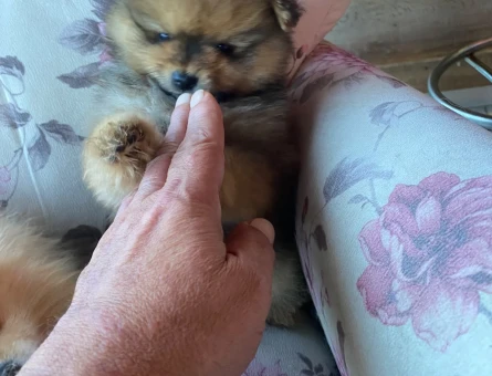yavru Pomeranian kardeşler - 7892