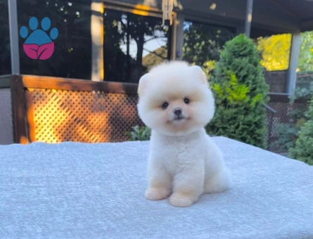 Pomeranıan üretim çiftliğinden - 7893 - Görsel 3