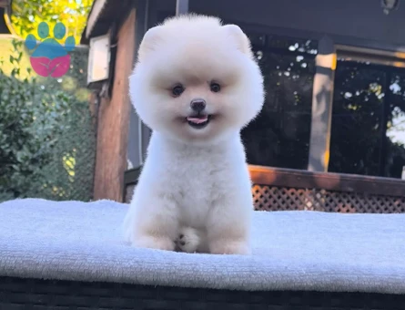 Pomeranıan üretim çiftliğinden - 7893 - Görsel 4
