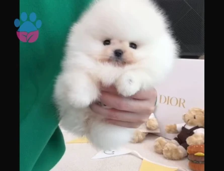 Pomeranıan üretim çiftliğinden - 7896 - Görsel 4