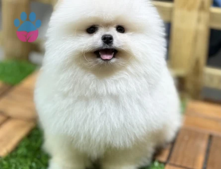 Pomeranıan üretim çiftliğinden - 7896 - Görsel 3