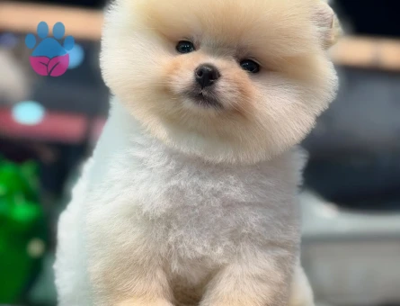 Pomeranıan üretim çiftliğinden - 7897 - Görsel 3