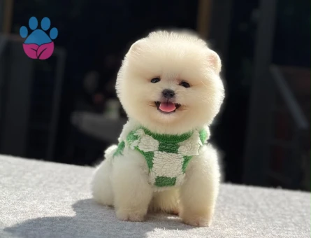 POMERANIAN ÜRETİM ÇİFTLİĞİNDEN - 7898 - Görsel 4
