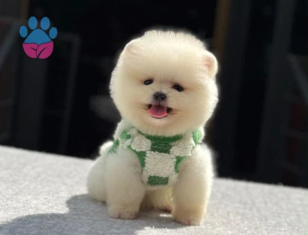 POMERANIAN ÜRETİM ÇİFTLİĞİNDEN - 7898 - Görsel 3