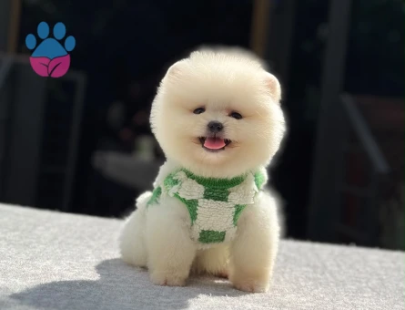 POMERANIAN ÜRETİM ÇİFTLİĞİNDEN - 7898 - Görsel 5