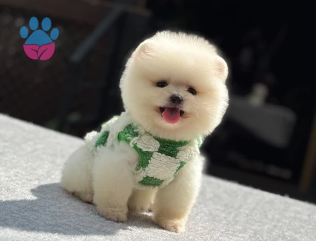 POMERANIAN ÜRETİM ÇİFTLİĞİNDEN - 7898