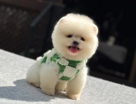 POMERANIAN ÜRETİM ÇİFTLİĞİNDEN - 7898