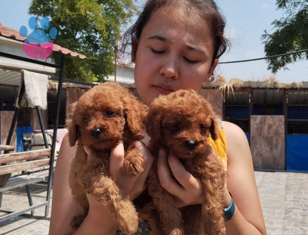 Toy poodle ıslak burun yavrular - 7900