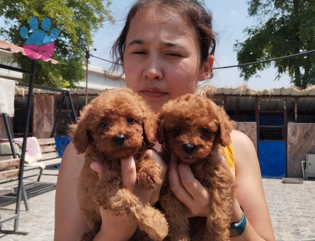 Toy poodle ıslak burun yavrular - 7900 - Görsel 3