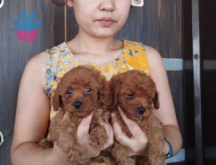 Toy poodle ıslak burun yavrular - 7900 - Görsel 5