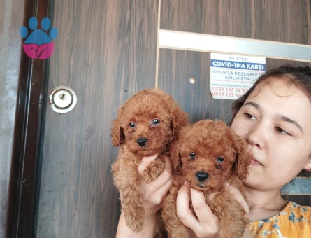 Toy poodle ıslak burun yavrular - 7900 - Görsel 4