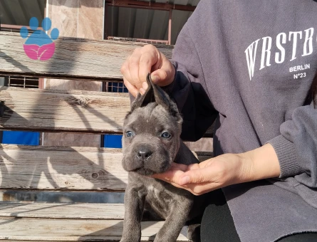 Cone Corco yavruyularımız hazırda - 7901 - Görsel 3