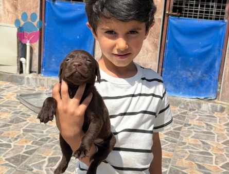 Labrador yavrularımız - 7903 - Görsel 3