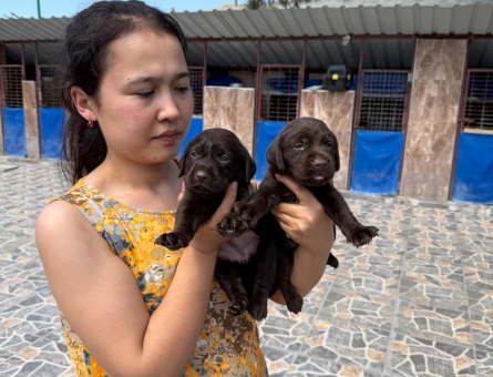 Labrador yavrularımız - 7903