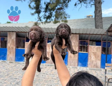 Labrador yavrularımız - 7903 - Görsel 4