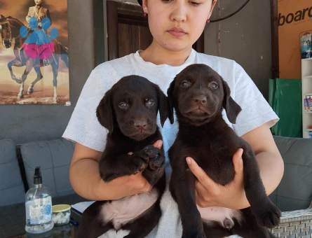 Labrador yavrularımız - 7903 - Görsel 5