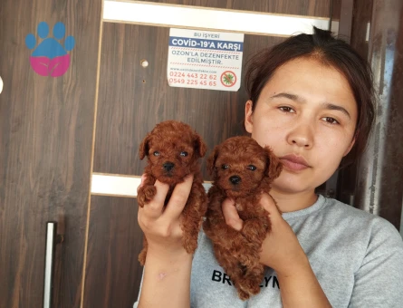 Kore poodle teakup mıcro bebekler - 7904 - Görsel 3