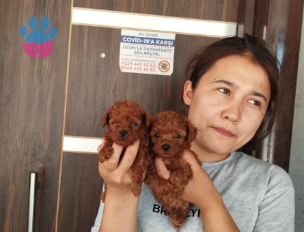 Kore poodle teakup mıcro bebekler - 7904 - Görsel 4