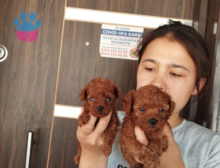 Kore poodle teakup mıcro bebekler - 7904 - Görsel 5
