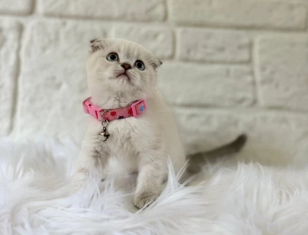 Scottish Fold Dişi 2 Aylık Bluepoint