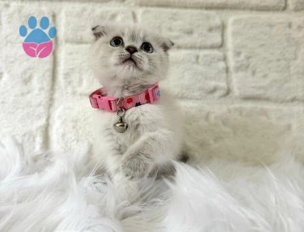 Scottish Fold Dişi 2 Aylık Bluepoint