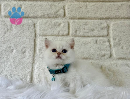 British Shorthair Beyaz Erkek 2 Aylık