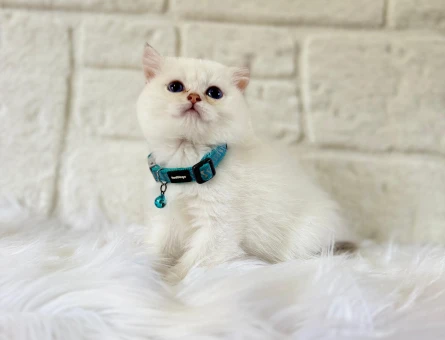 British Shorthair Beyaz Erkek 2 Aylık